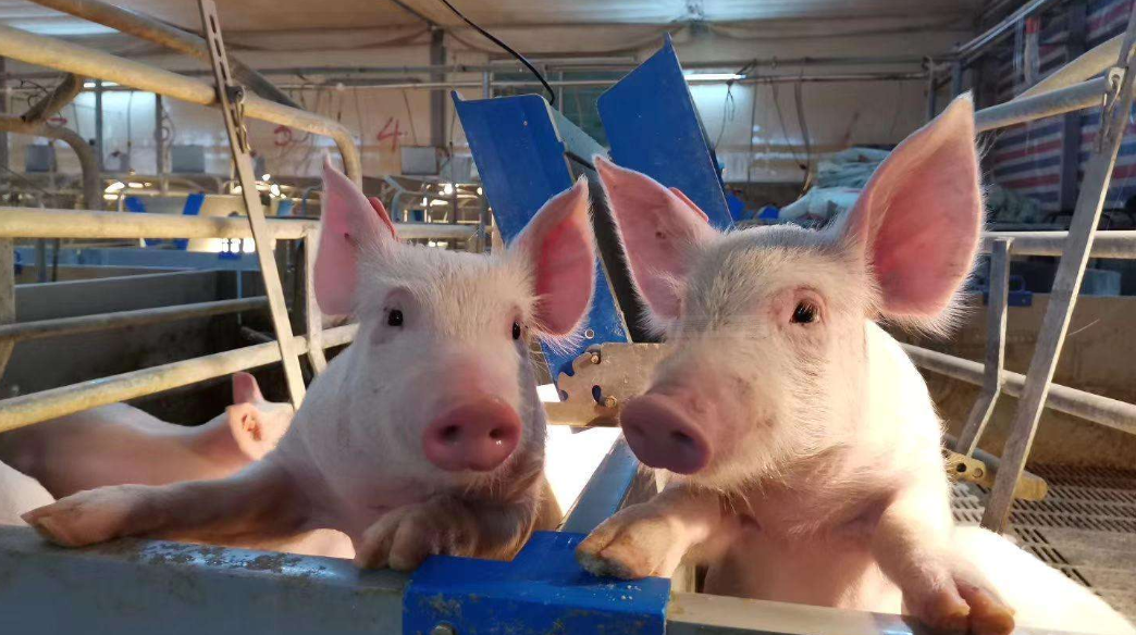 消毒有道，降本增效—次氯酸消毒劑殺滅各類豬場(chǎng)病原菌效果顯著(圖1)