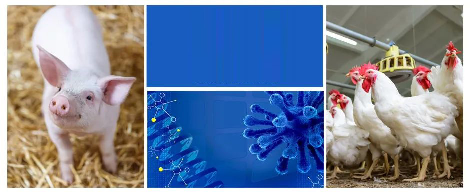 酸性電解水殺滅非洲豬瘟病毒切實(shí)有效(圖1)