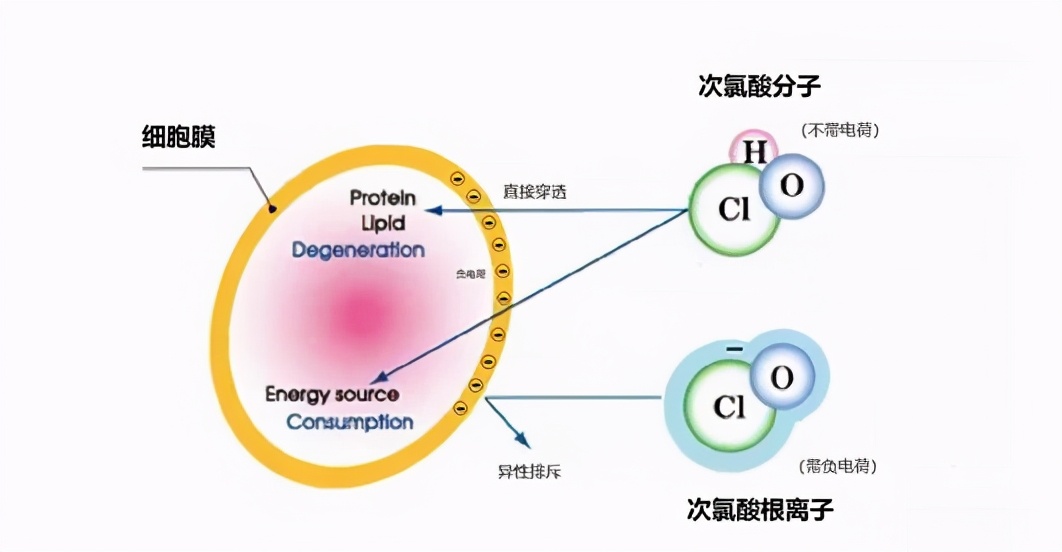 次氯酸——除甲醛的安全衛(wèi)士