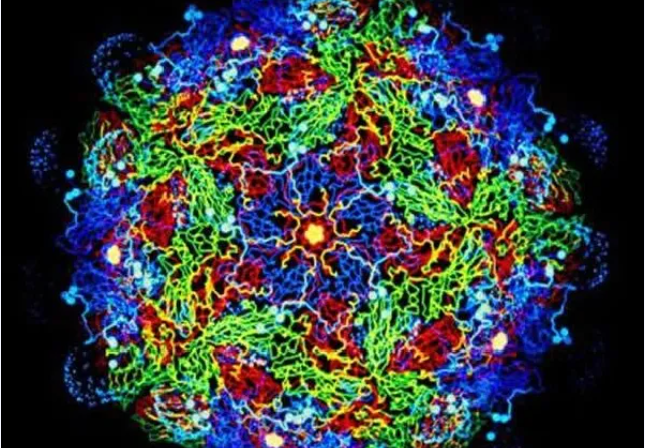 酸性電解水/次氯酸水可以殺滅哪些動物病毒？(圖2)