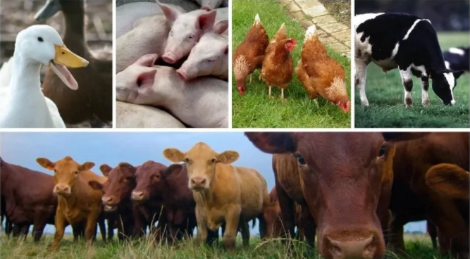 酸性電解水/次氯酸水可以殺滅哪些動物病毒？(圖1)