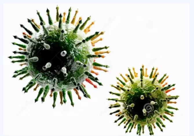 酸性電解水/次氯酸水可以殺滅哪些動物病毒？(圖5)