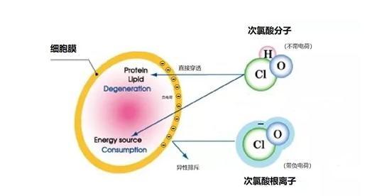 為什么HOCl（次氯酸）能更有效殺死病原體？(圖4)