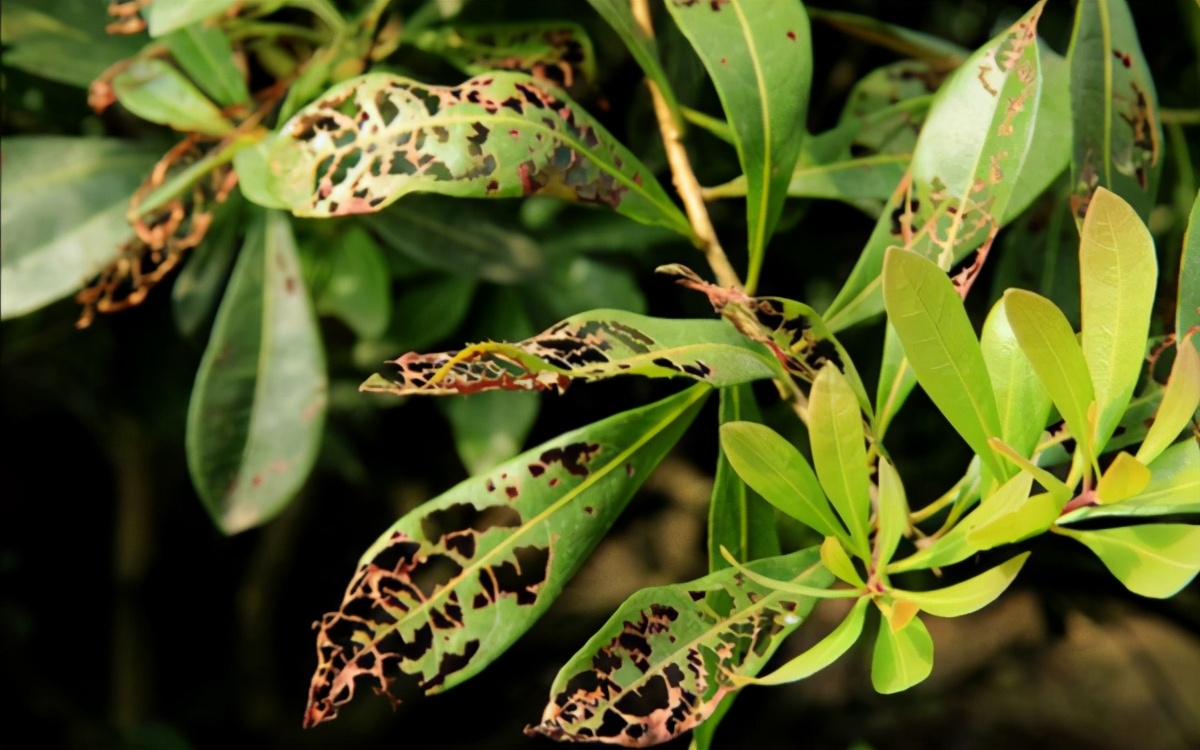 如何讓農(nóng)作物綠色無污染，次氯酸做到了