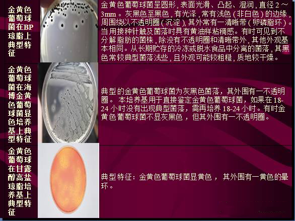 常見微生物菌落形態(tài)及消毒滅菌方式(圖5)