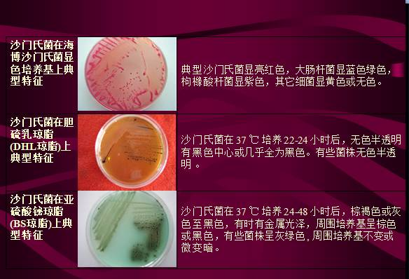 常見微生物菌落形態(tài)及消毒滅菌方式(圖8)