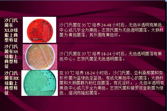 常見微生物菌落形態(tài)及消毒滅菌方式(圖9)