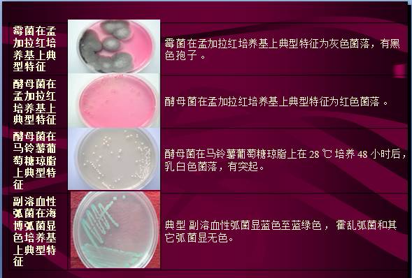 常見微生物菌落形態(tài)及消毒滅菌方式(圖10)