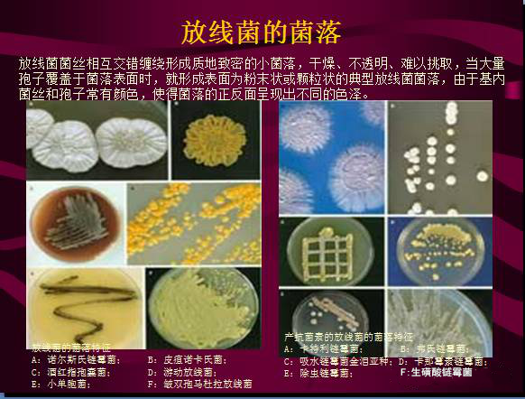 常見微生物菌落形態(tài)及消毒滅菌方式(圖15)