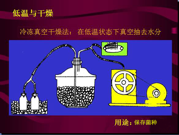 常見微生物菌落形態(tài)及消毒滅菌方式(圖34)
