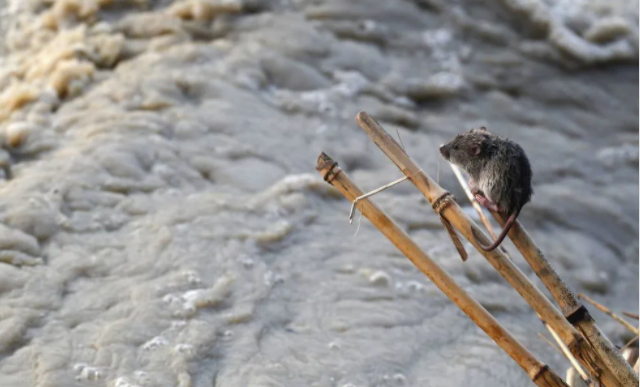 加油鄭州！洪澇災(zāi)害易爆發(fā)傳染病，莫要忽視災(zāi)后消毒！(圖7)