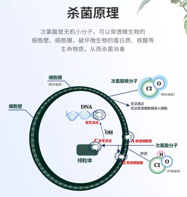 科普|為什么次氯酸能給身體消毒？(圖4)