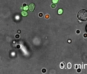 人體會產(chǎn)生的消毒液——次氯酸最全科普