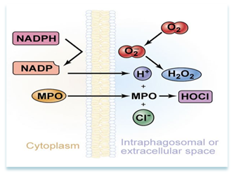 次氯酸——一種傷口護(hù)理劑