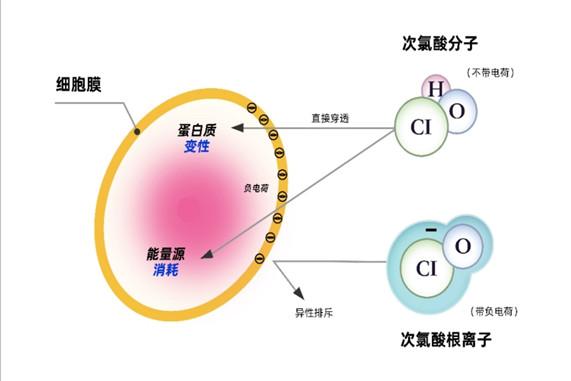 次氯酸與次氯酸鈉區(qū)別(圖3)