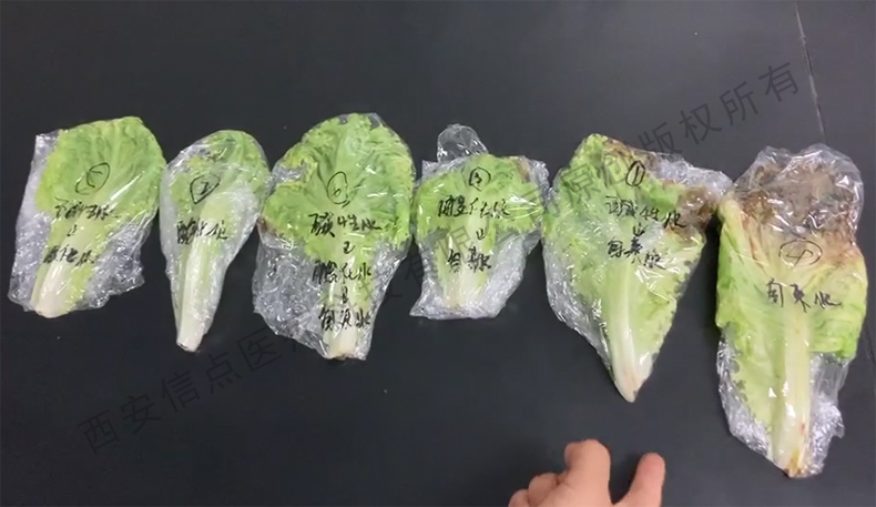 酸化水作用生菜實驗驗證酸化水對蔬菜的保鮮作用(圖1)