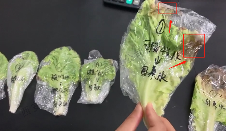 酸化水作用生菜實驗驗證酸化水對蔬菜的保鮮作用(圖3)