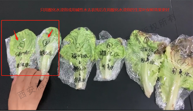 酸化水作用生菜實驗驗證酸化水對蔬菜的保鮮作用(圖8)
