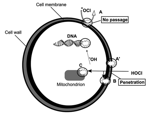 關(guān)于微酸性電解水的10個(gè)為什么?(圖2)
