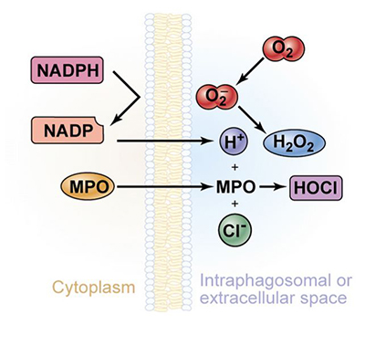 關(guān)于微酸性電解水的10個(gè)為什么?(圖5)