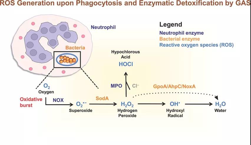 人體內(nèi)的次氯酸消毒液工廠——中性粒細(xì)胞(圖1)
