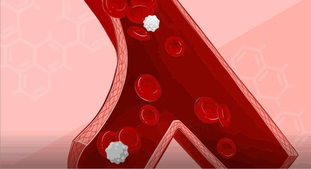 人體內(nèi)的次氯酸消毒液工廠——中性粒細(xì)胞(圖3)
