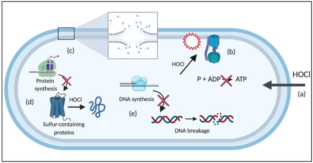 人體內(nèi)的次氯酸消毒液工廠——中性粒細(xì)胞(圖5)