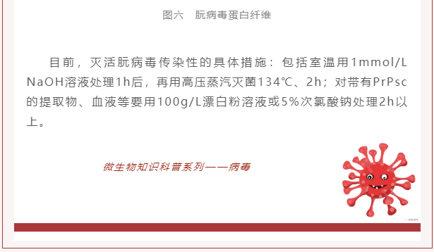 微生物科普 | 病毒是什么？(圖12)