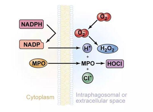 防控新型冠狀病毒 微酸性次氯酸電解水居家消毒使用指導(dǎo)(圖4)