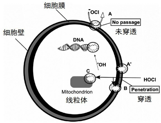 次氯酸殺菌性能及殺菌種類