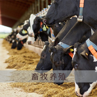 畜牧養(yǎng)殖酸化水&微酸水消毒解決方案