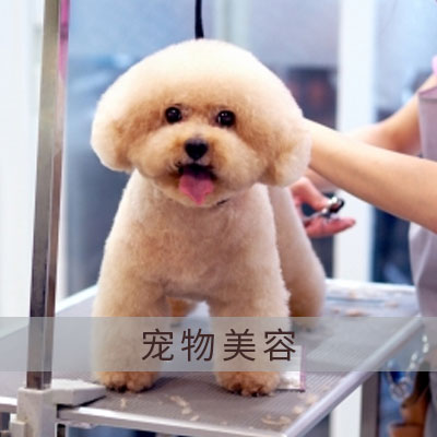 寵物美容行業(yè)酸化水&微酸水解決方案